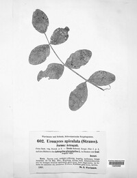 Puccinia acetosae image